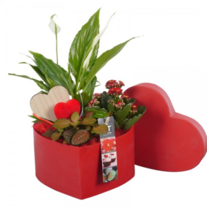 caja corazón rojo con plantas San Valentín