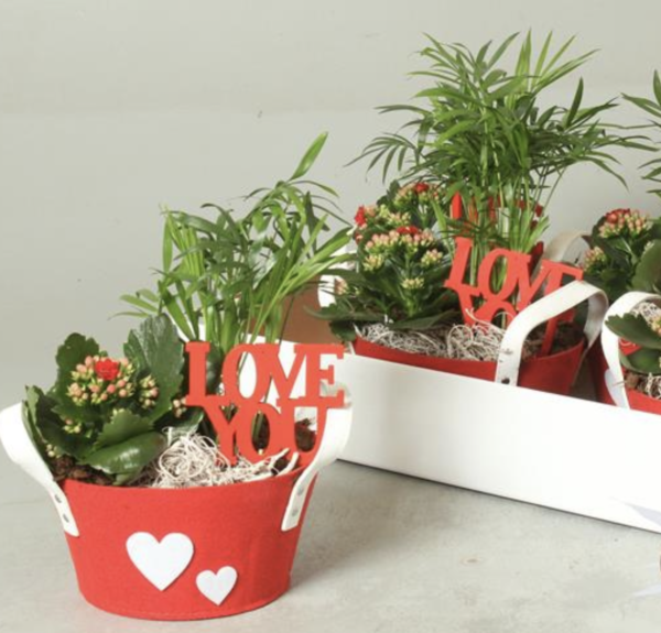 caja corazón rojo con plantas San Valentín